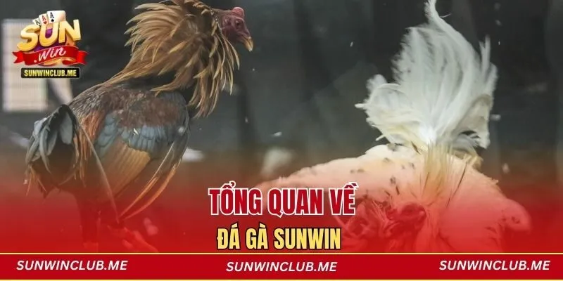 Tổng quan về đá gà Sunwin 